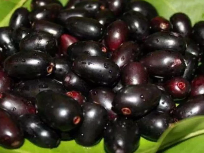 जामुन की खेती