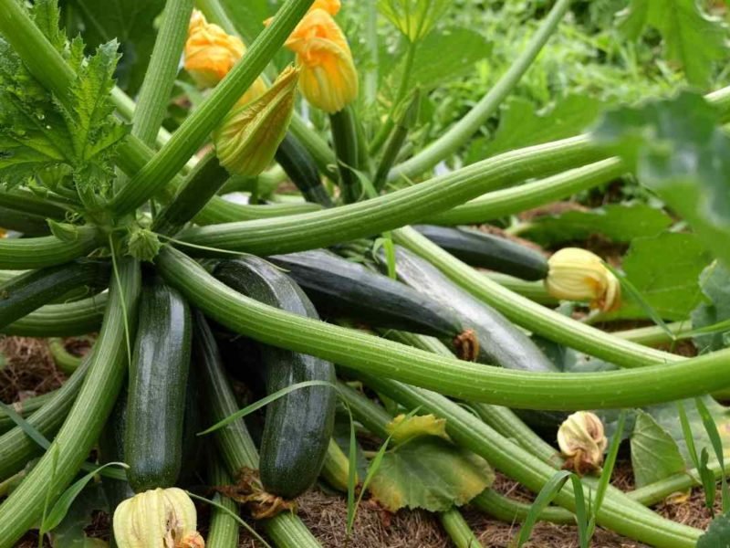 जुकिनी की खेती