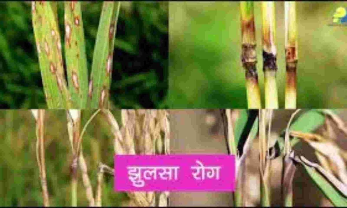 झुलसा, ब्लास्ट, तना छेदक