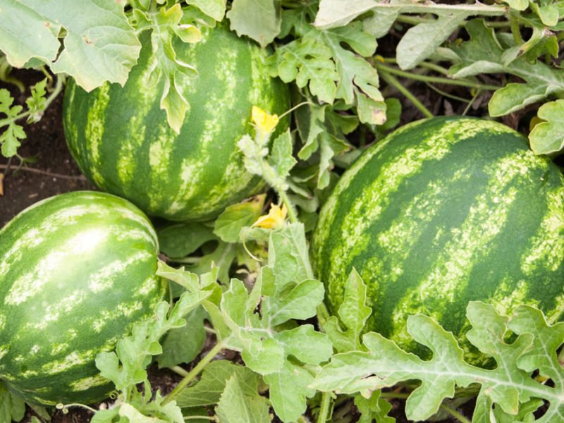 तरबूज की खेती