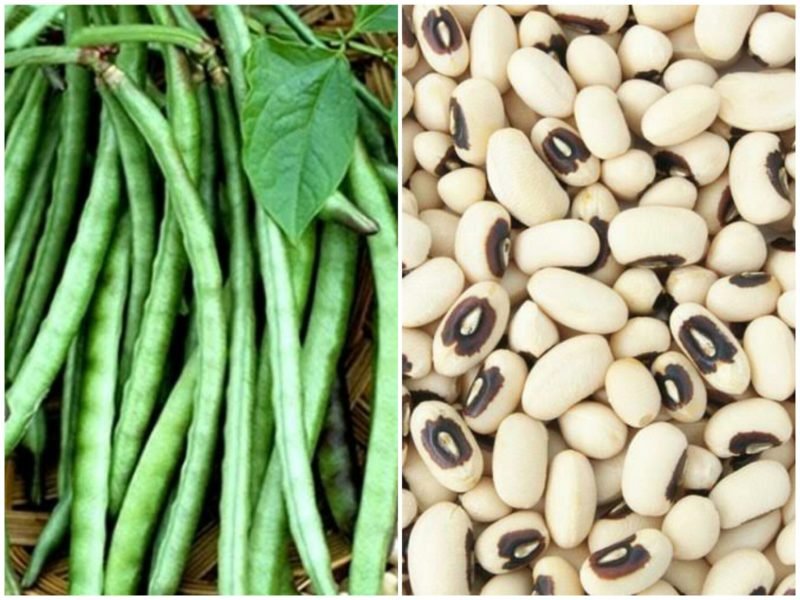 बरबट्टी की खेती