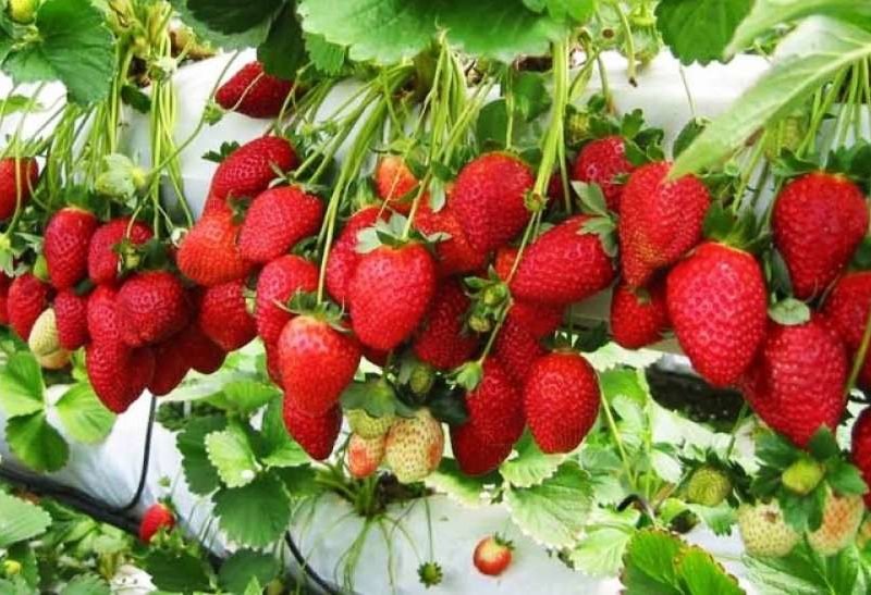 स्ट्रॉबेरी की खेती
