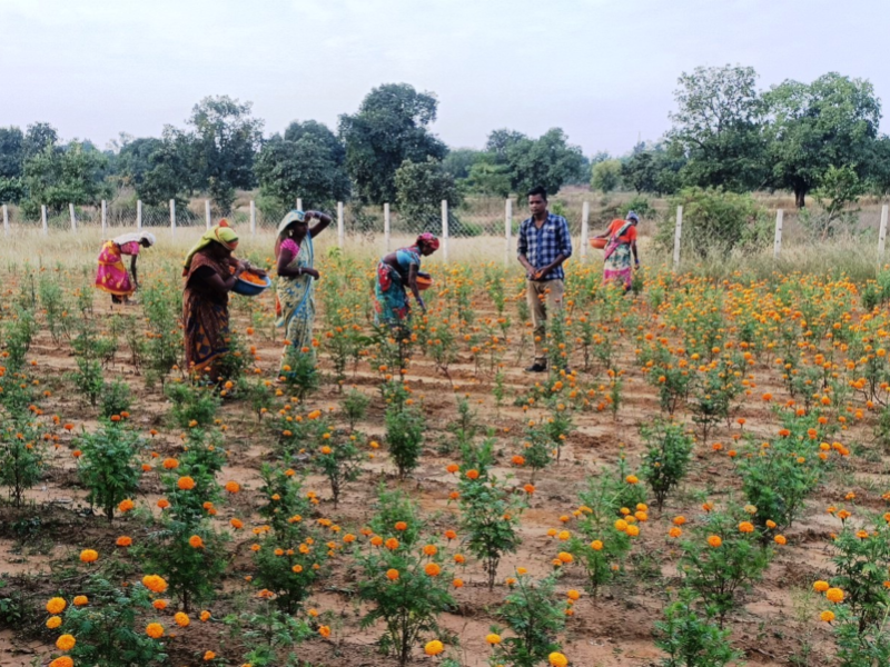 फोटो गेंदा