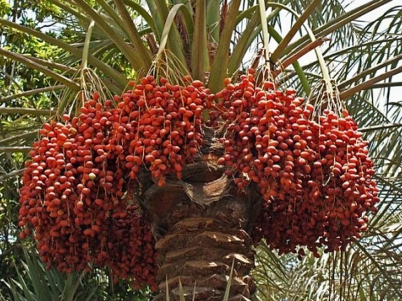 खजूर की खेती