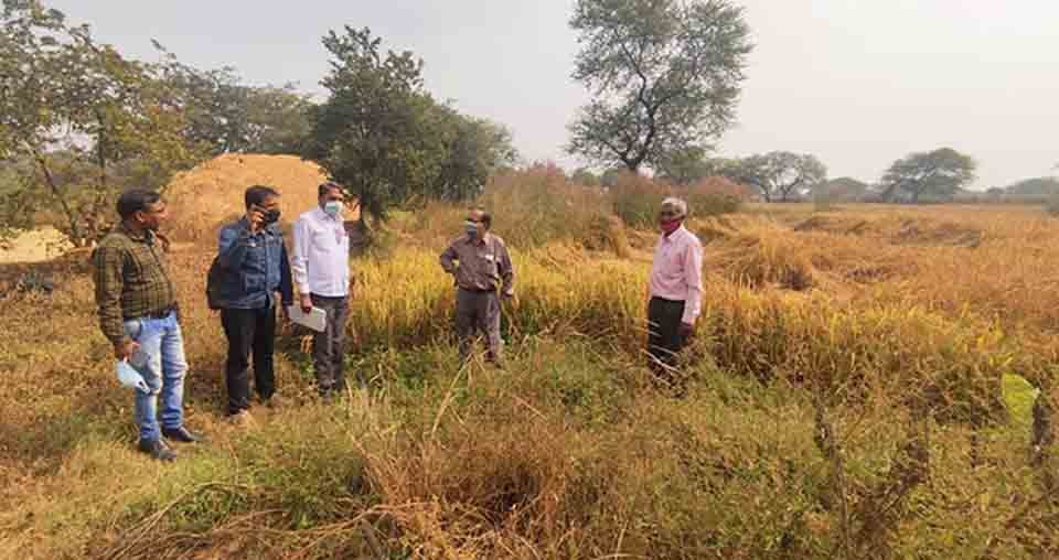 जैविक और रासायनिक खाद से लगाई फसल