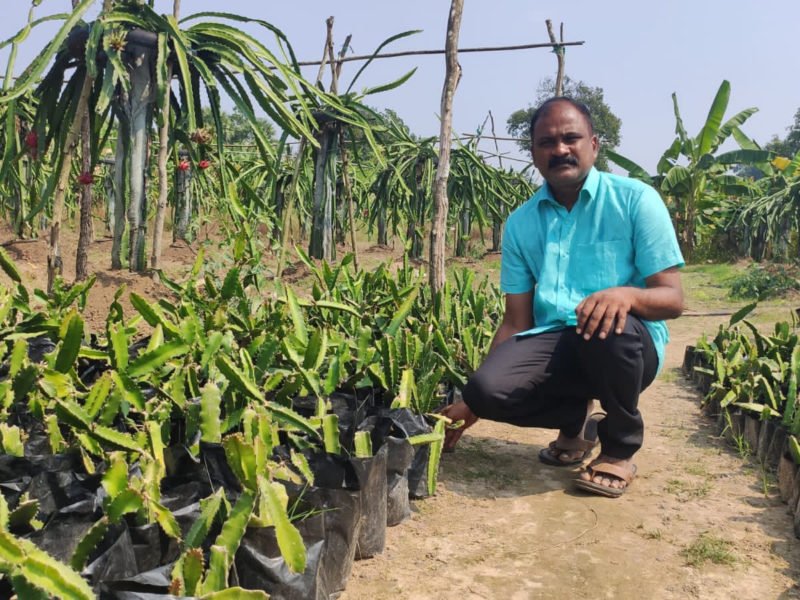 ड्रैगन फ्रूट की खेती कर लाखों कमा रहे किसान