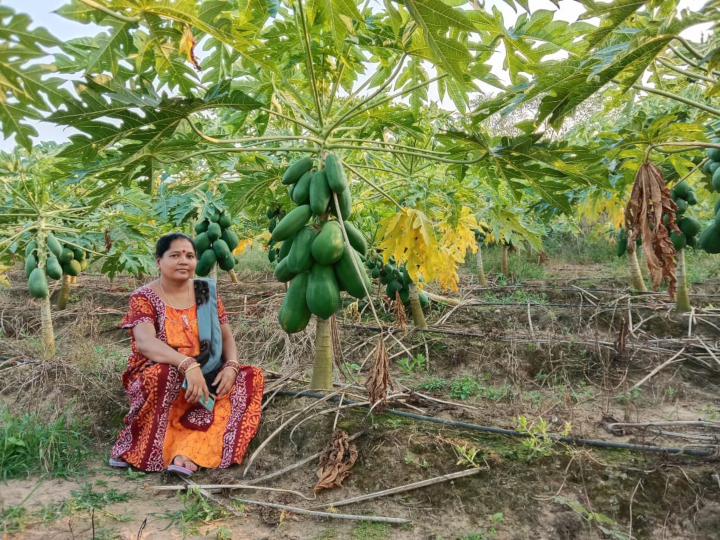 पपीते की खेती