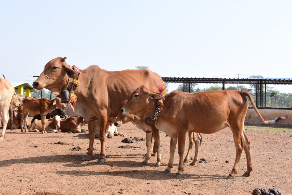 साहीवाल-गिर प्रजाति की गाय