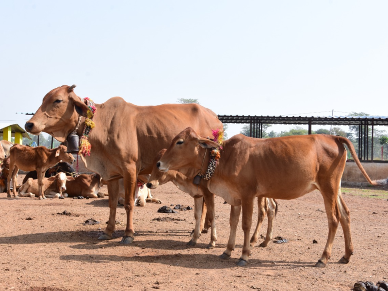 साहीवाल-गिर प्रजाति की गाय