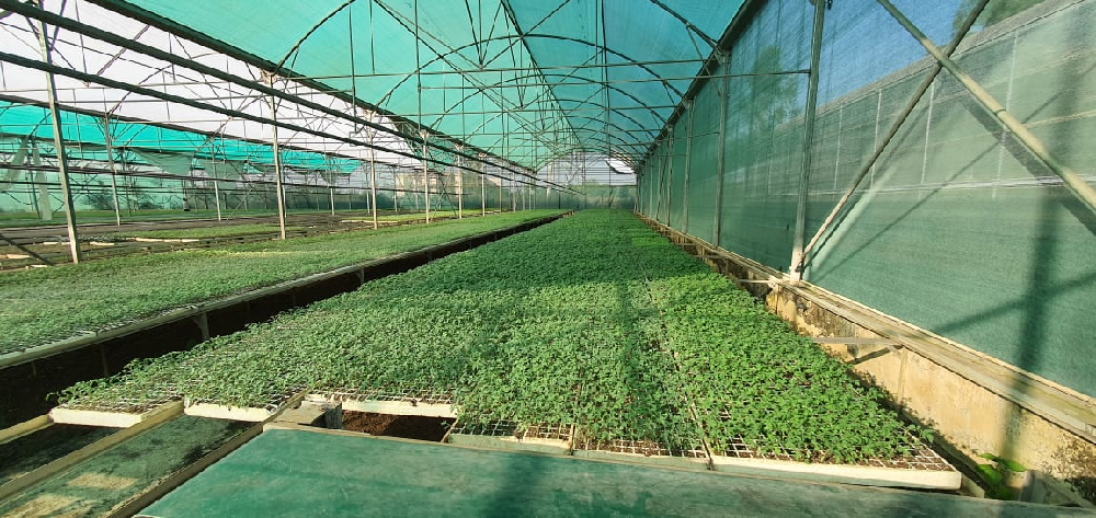 जानिए प्लग टाईप वेजीटेबल सीडलिंग प्रोडक्शन यूनिट के बारे में