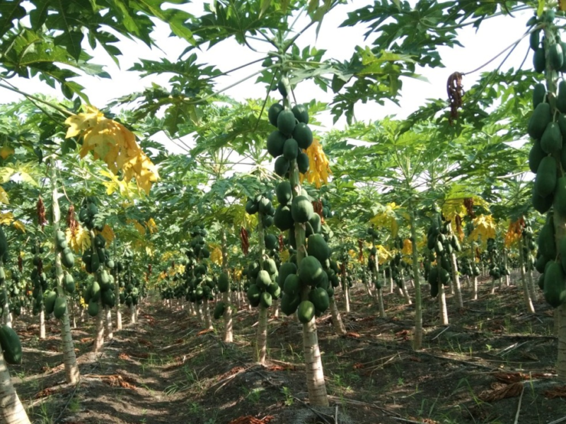 पपीते की ऐसी खेती