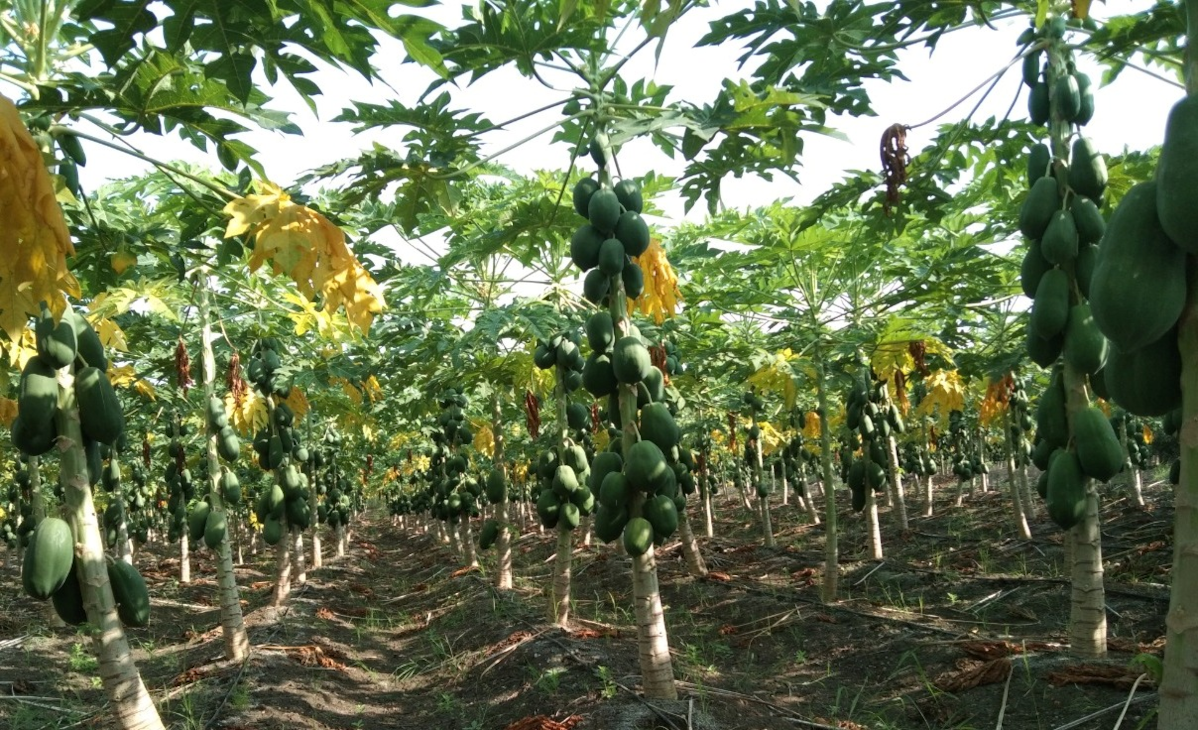 पपीते की ऐसी खेती