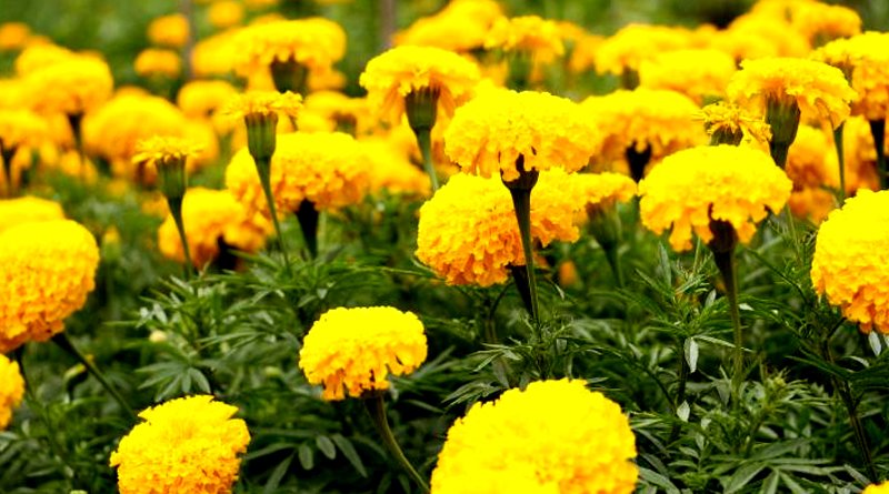 गेंदे की संकर किस्म