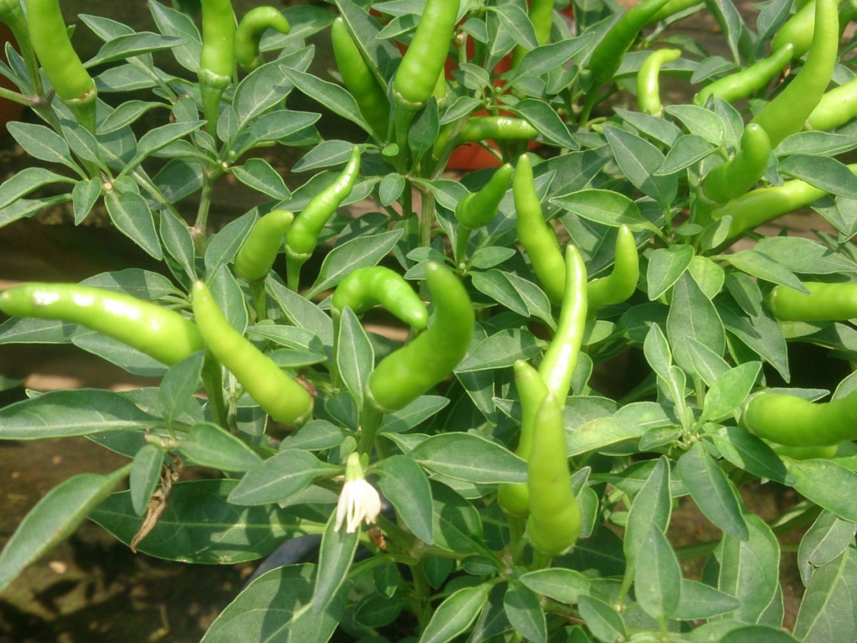 मिर्च की फसलों में थ्रिप्स का प्रकोप