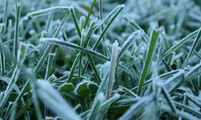 शीतलहर...क्या होता पाला और कैसे करें फसलों का बचाव