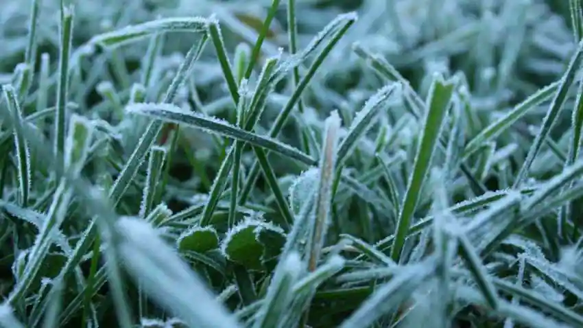 शीतलहर...क्या होता पाला और कैसे करें फसलों का बचाव