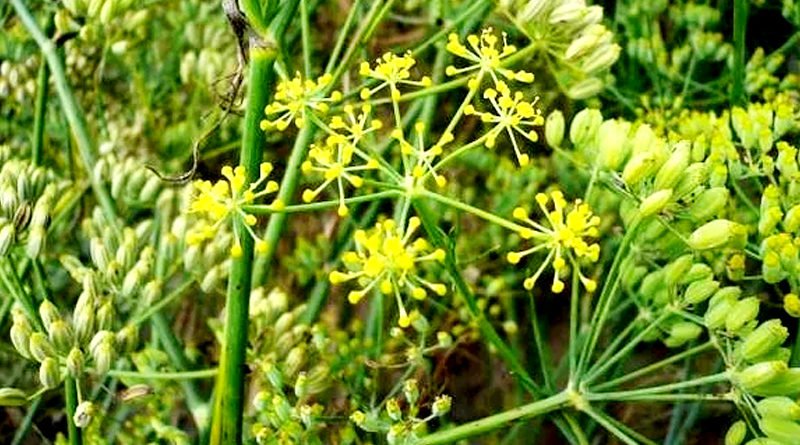 सौंफ की खेती