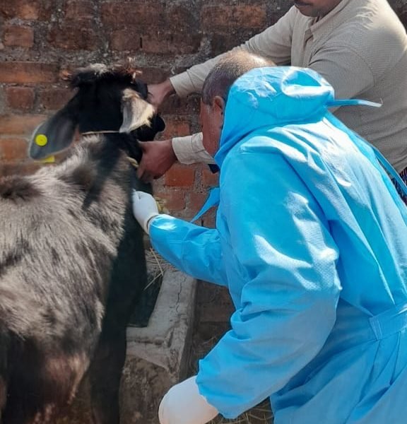 पशुओं को ब्रूसेलोसिस से बचाने अवश्य लगाएं टीका