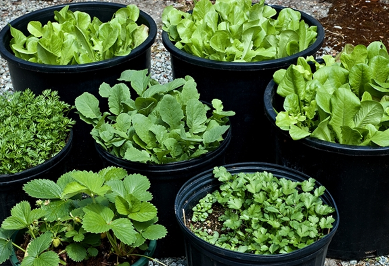 गमलों में ऐसे लगाएं भाजी और सब्जियां