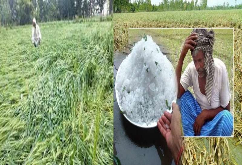 बदली-बारिश से रबी फसलों में कीट प्रकोप