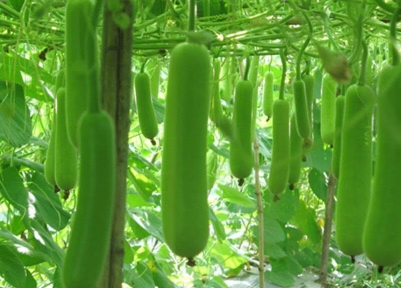 ग्रीष्मकालीन मौसम में लौकी की उन्नत उत्पादन तकनीक