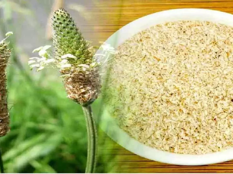 ईसबगोल की खेती