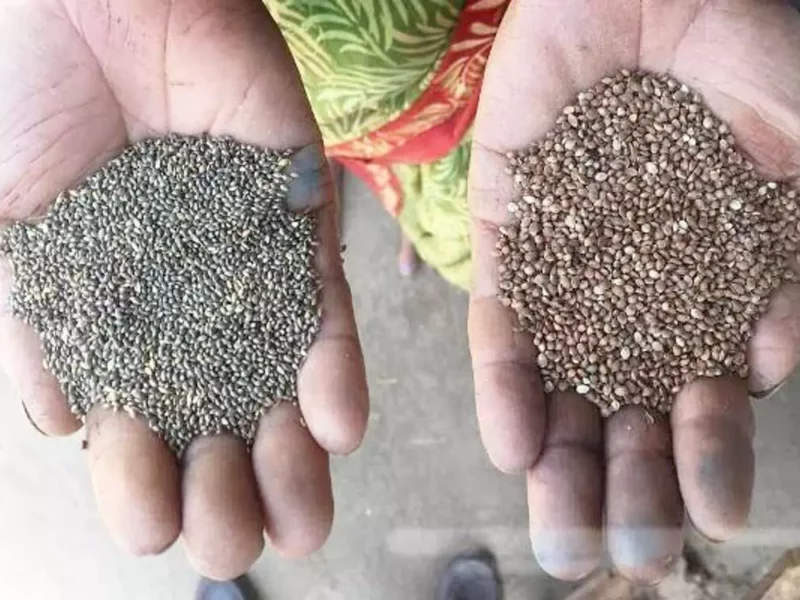 कोदो-कुटकी-रागी उत्पादन को बढ़ावा देने हो रहे खास प्रयास...जानें इस फसल के बारे में...