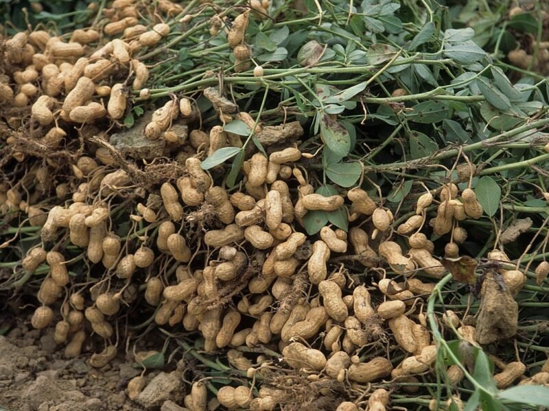 धान के बदले मूंगफली की खेती...एक एकड़ में 8 क्विंटल का उत्पादन और 48 हजार की आमदनी