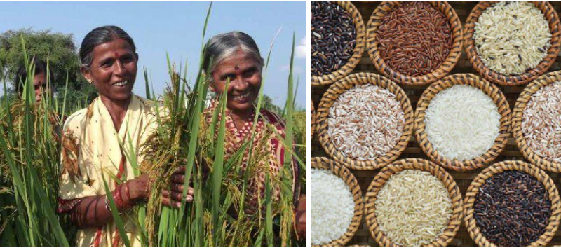 पूर्वी भारत की पारंपरिक बाढ़ सहिष्णु धान की किस्में