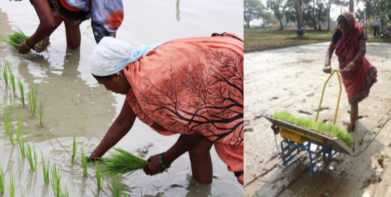 महिला समूहों को प्रशिक्षण के माध्यम से पूर्वी भारत में आत्मनिर्भर गुणवत्ता बीज प्रणाली के निर्माण पर काम कर रहा आईआरआरआई-सार्क