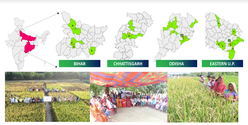 ईरी ने राष्ट्रीय अनुसंधान और विस्तार प्रणाली के सहयोग से पूर्वी भारत के अनुकूलित चावल की नई उन्नत किस्मों की पहचान की