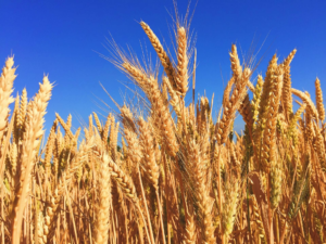 Genetically Modified Foods and their Impact on Human Health